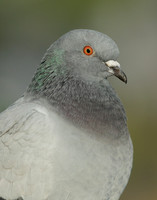 Feral Pigeon Columba livia domestica