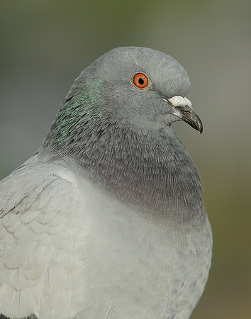 Feral Pigeon Columba livia domestica