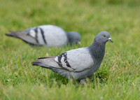 Rock Dove Columba livia