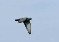 Rock Dove Columba livia