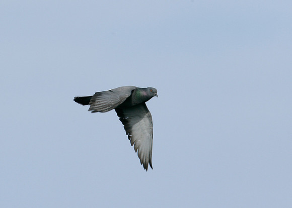 Rock Dove Columba livia
