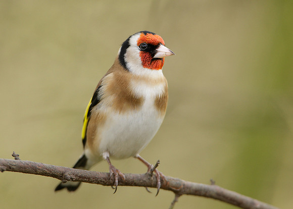 Goldfinch Carduelis carduelis