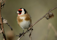 Goldfinch Carduelis carduelis