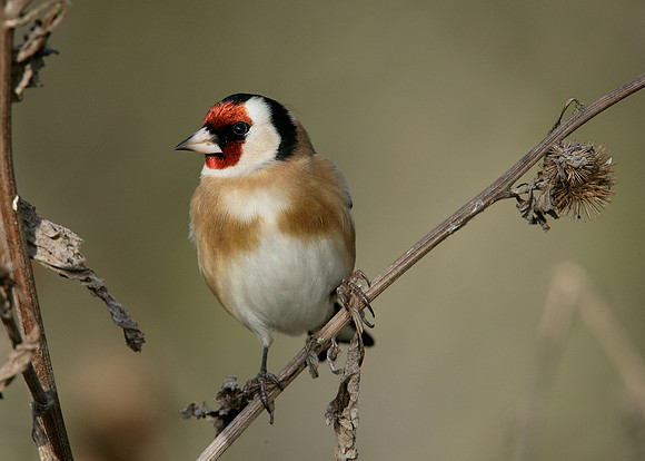 Goldfinch Carduelis carduelis