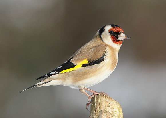 Goldfinch Carduelis carduelis
