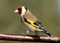 Goldfinch Carduelis carduelis
