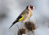 Goldfinch Carduelis carduelis
