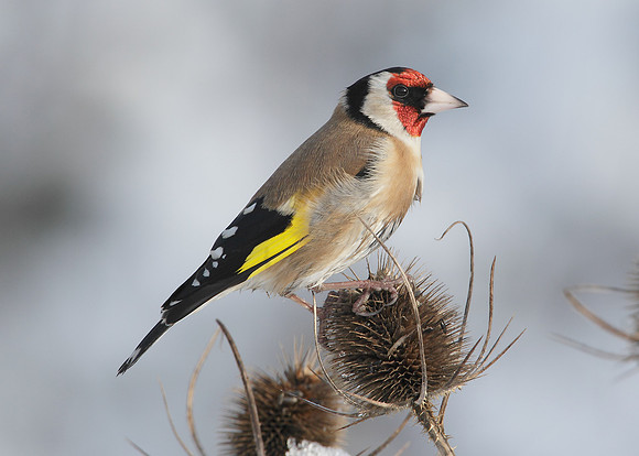Goldfinch Carduelis carduelis