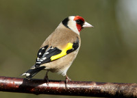 Goldfinch Carduelis carduelis