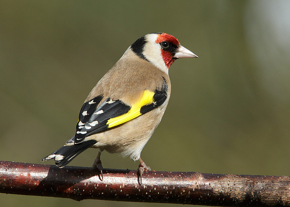Goldfinch Carduelis carduelis