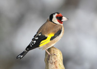 Goldfinch Carduelis carduelis