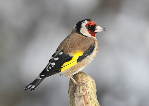 Goldfinch Carduelis carduelis