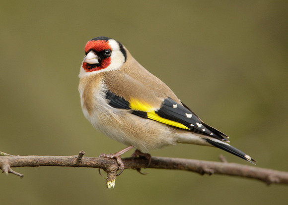 Goldfinch Carduelis carduelis
