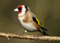 Goldfinch Carduelis carduelis