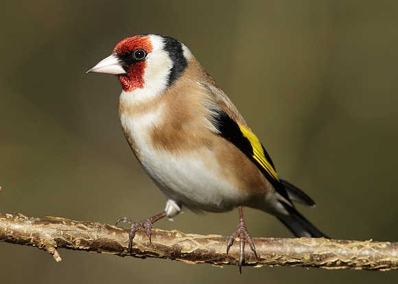 Goldfinch Carduelis carduelis