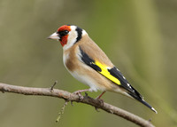 Goldfinch Carduelis carduelis