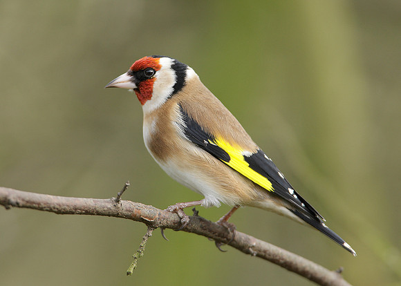 Goldfinch Carduelis carduelis