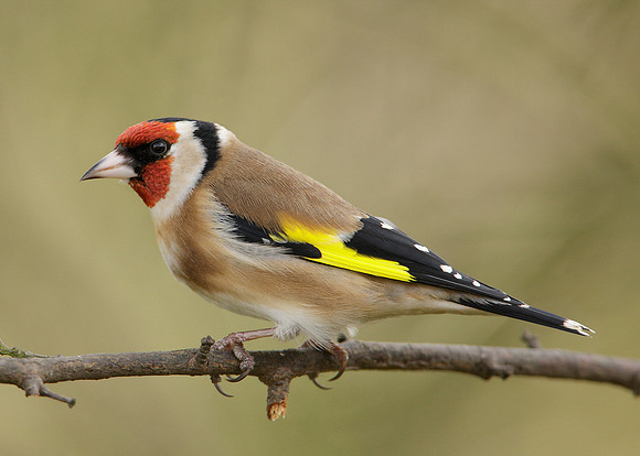 Goldfinch Carduelis carduelis