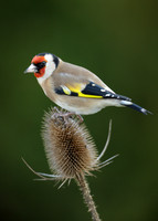 Goldfinch Carduelis carduelis