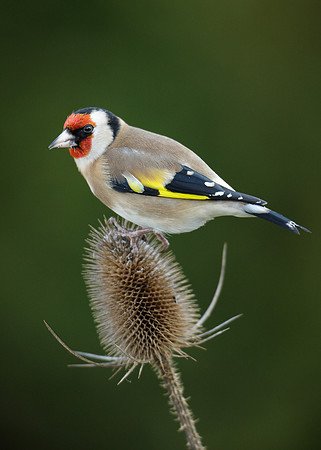Goldfinch Carduelis carduelis