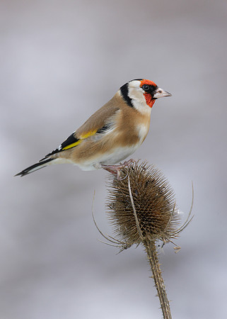 Goldfinch Carduelis carduelis