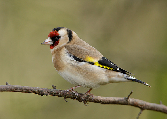 Goldfinch Carduelis carduelis