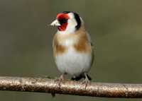 Goldfinch Carduelis carduelis