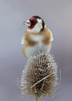 Goldfinch Carduelis carduelis