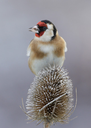 Goldfinch Carduelis carduelis