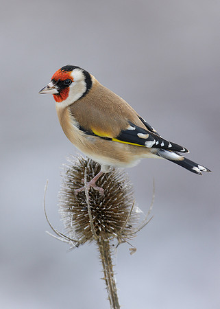 Goldfinch Carduelis carduelis