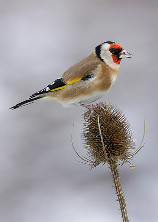 Goldfinch Carduelis carduelis