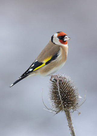 Goldfinch Carduelis carduelis
