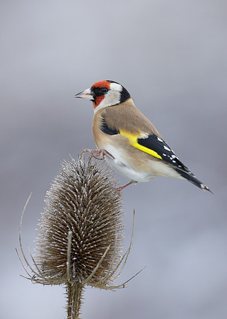 Goldfinch Carduelis carduelis