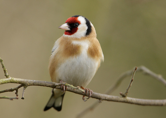 Goldfinch Carduelis carduelis