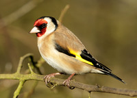 Goldfinch Carduelis carduelis