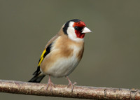 Goldfinch Carduelis carduelis
