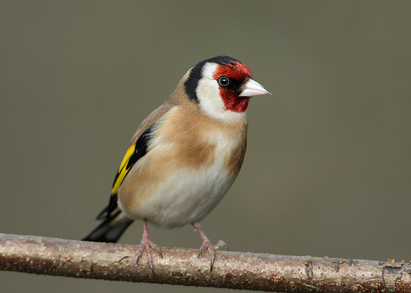 Goldfinch Carduelis carduelis