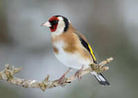 Goldfinch Carduelis carduelis