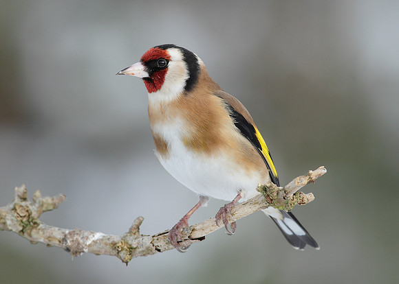 Goldfinch Carduelis carduelis