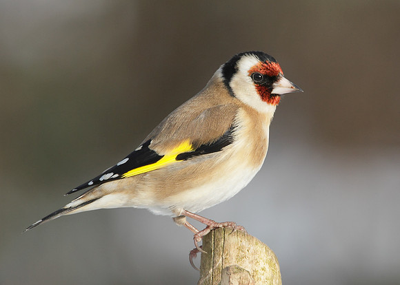 Goldfinch Carduelis carduelis