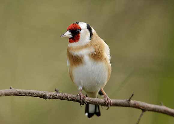 Goldfinch Carduelis carduelis