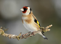 Goldfinch Carduelis carduelis