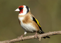 Goldfinch Carduelis carduelis