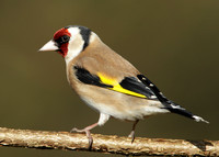 Goldfinch Carduelis carduelis