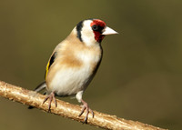 Goldfinch Carduelis carduelis