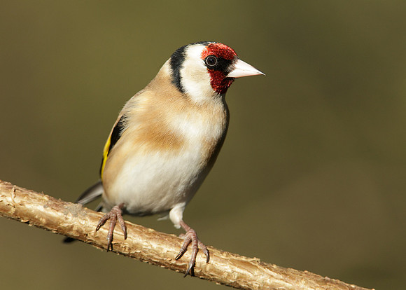 Goldfinch Carduelis carduelis