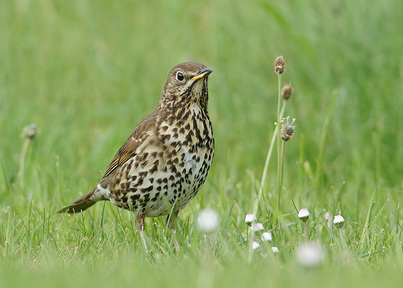 Song Thrush Turdus philomelos