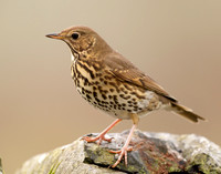 Song Thrush Turdus philomelos