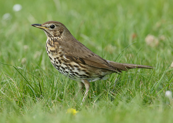 Song Thrush Turdus philomelos