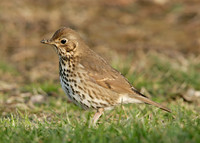 Song Thrush Turdus philomelos